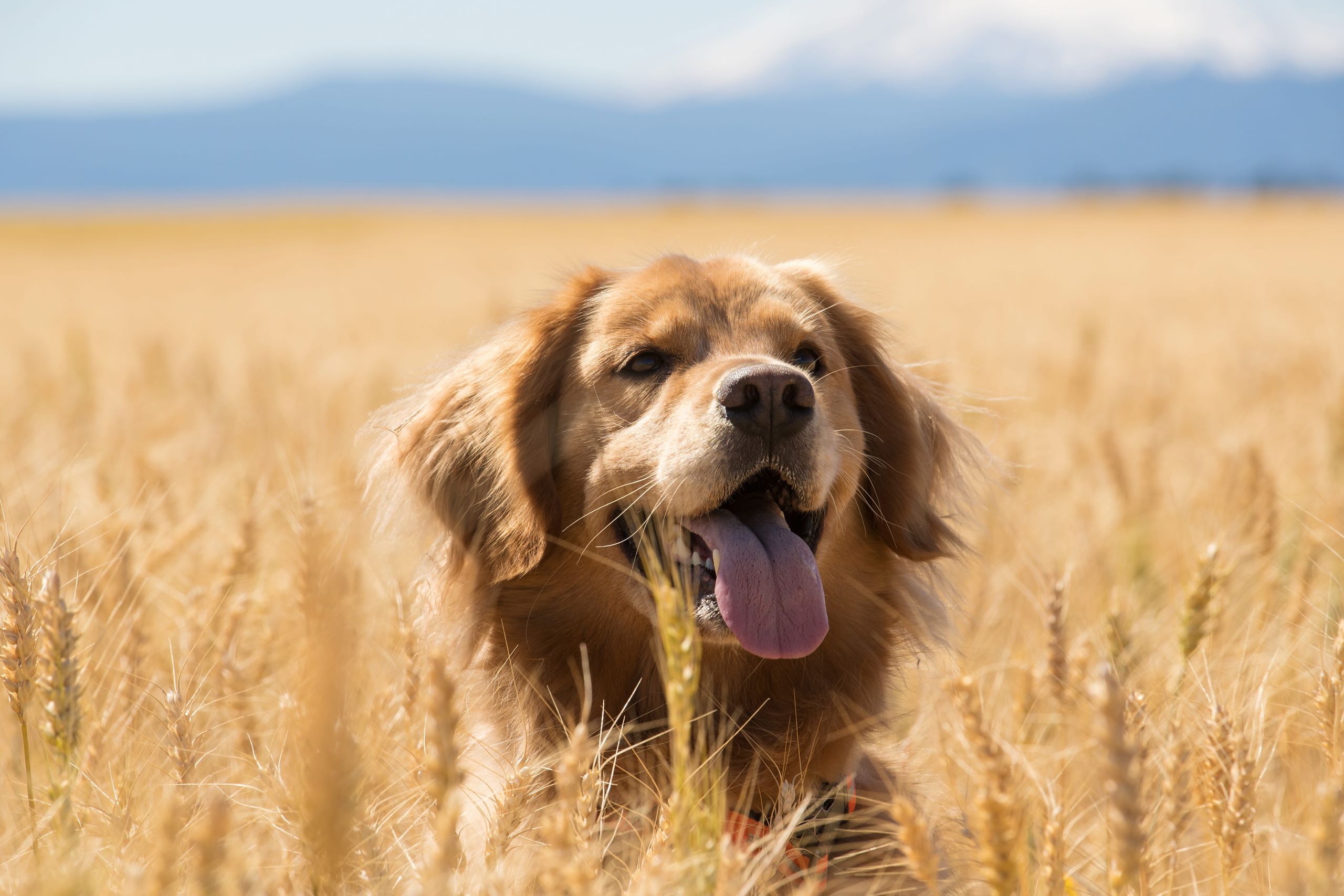 Four Legs Grooming Salon - Dog Wash & Dog Grooming Mosman