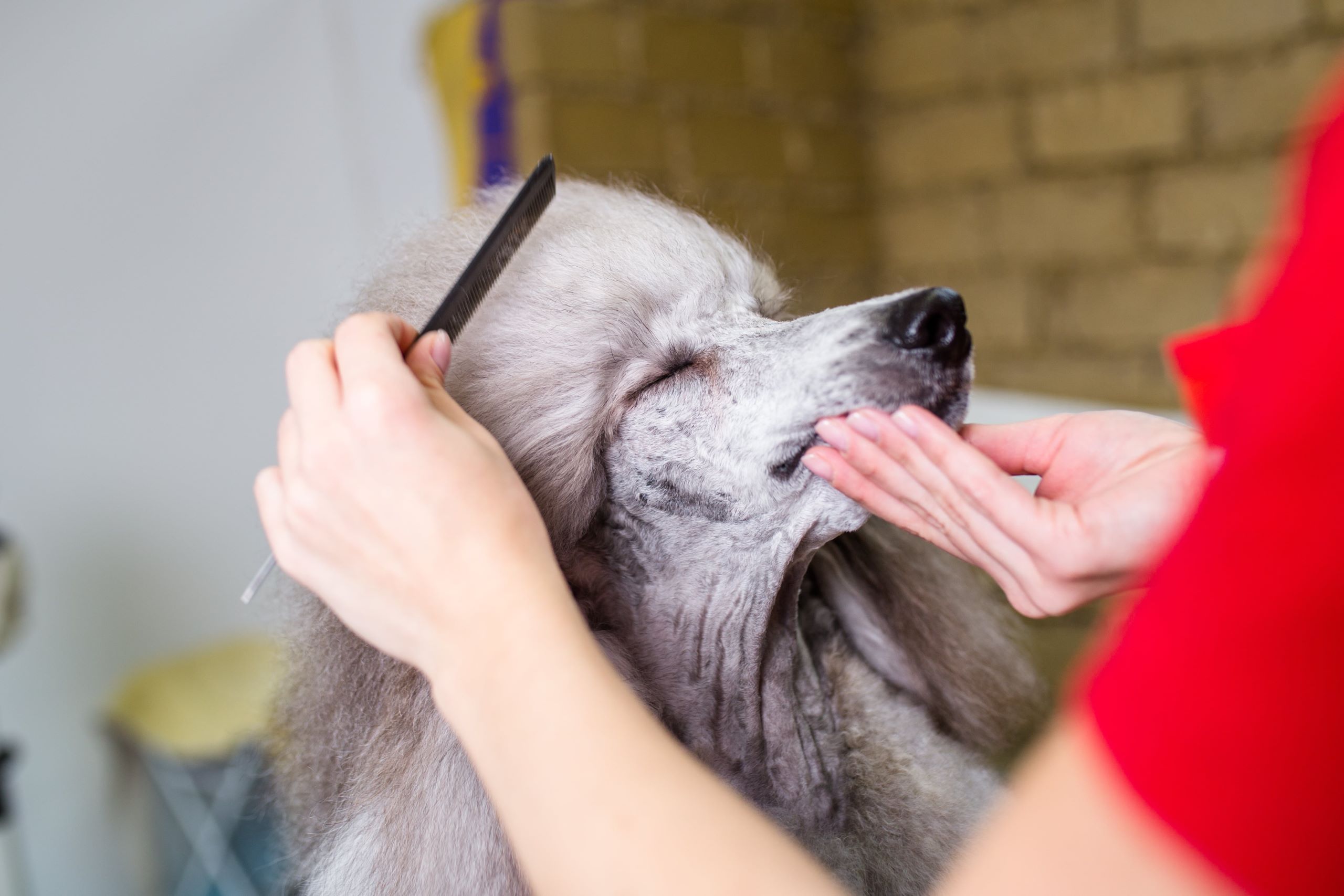 Four Legs Grooming Salon - Dog Wash & Dog Grooming Mosman