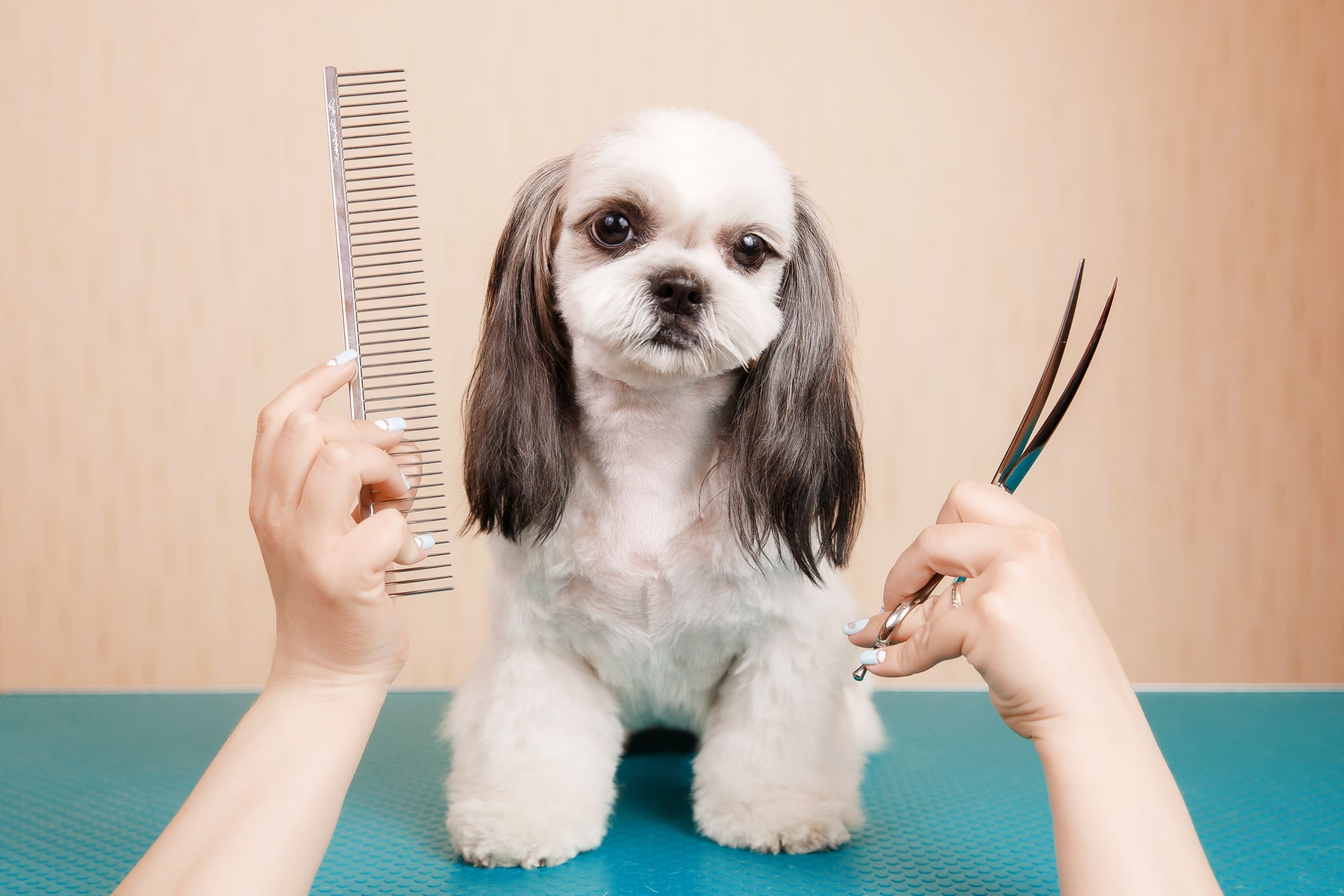 Four Legs Grooming Salon - Dog Wash & Dog Grooming Mosman